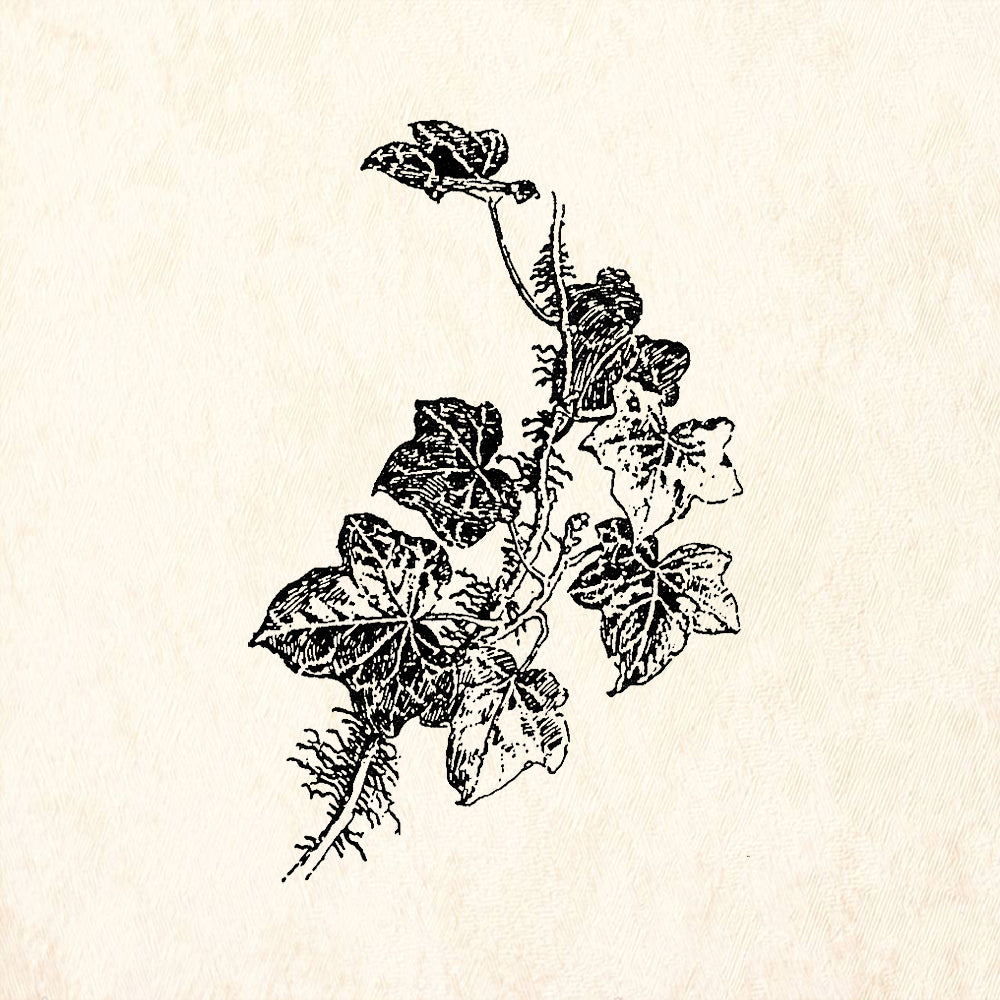 StampaFe Ivy Sprig Left Rubber Stamp