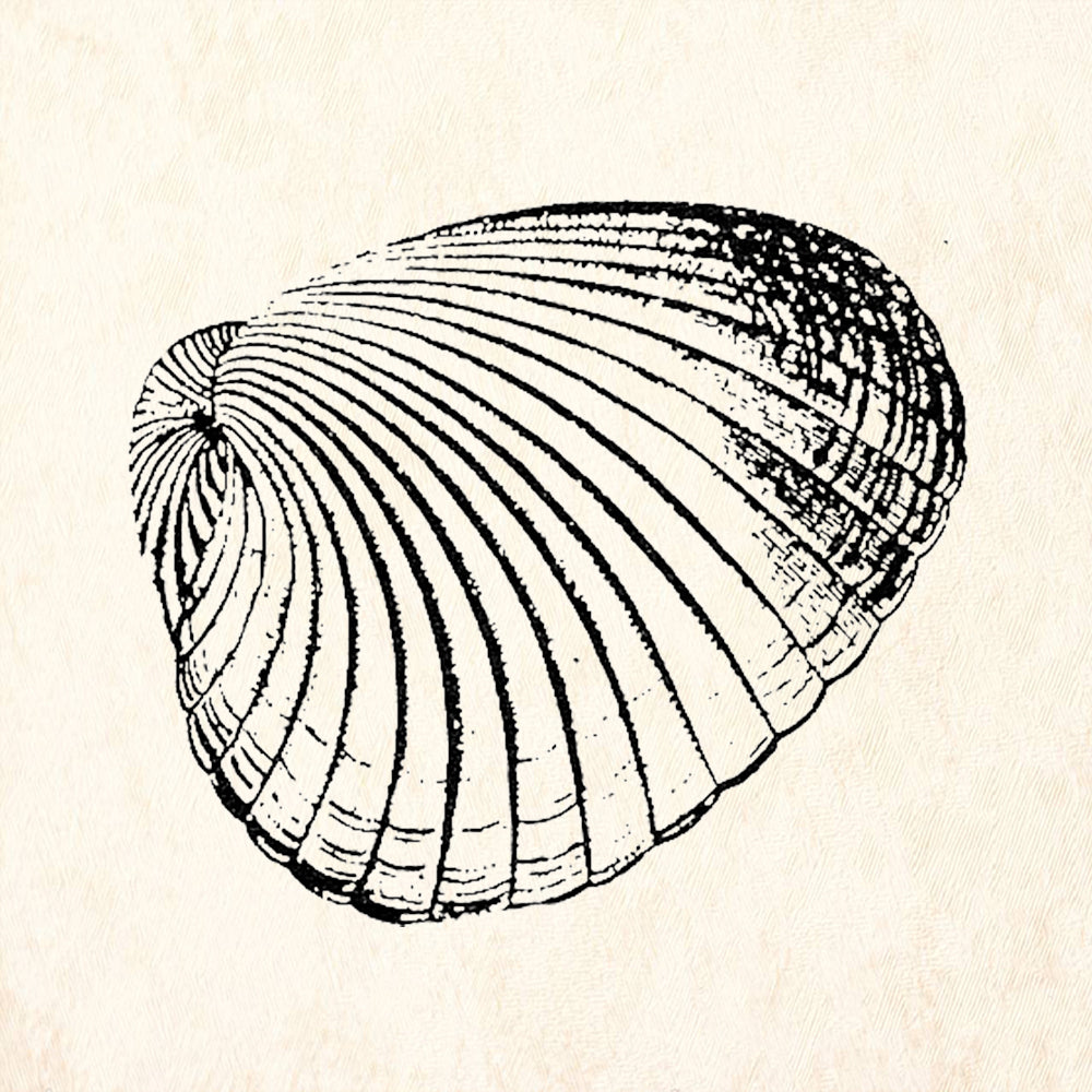 StampaFe Cockle Shell Ribbed Seashell Rubber Art Stamp