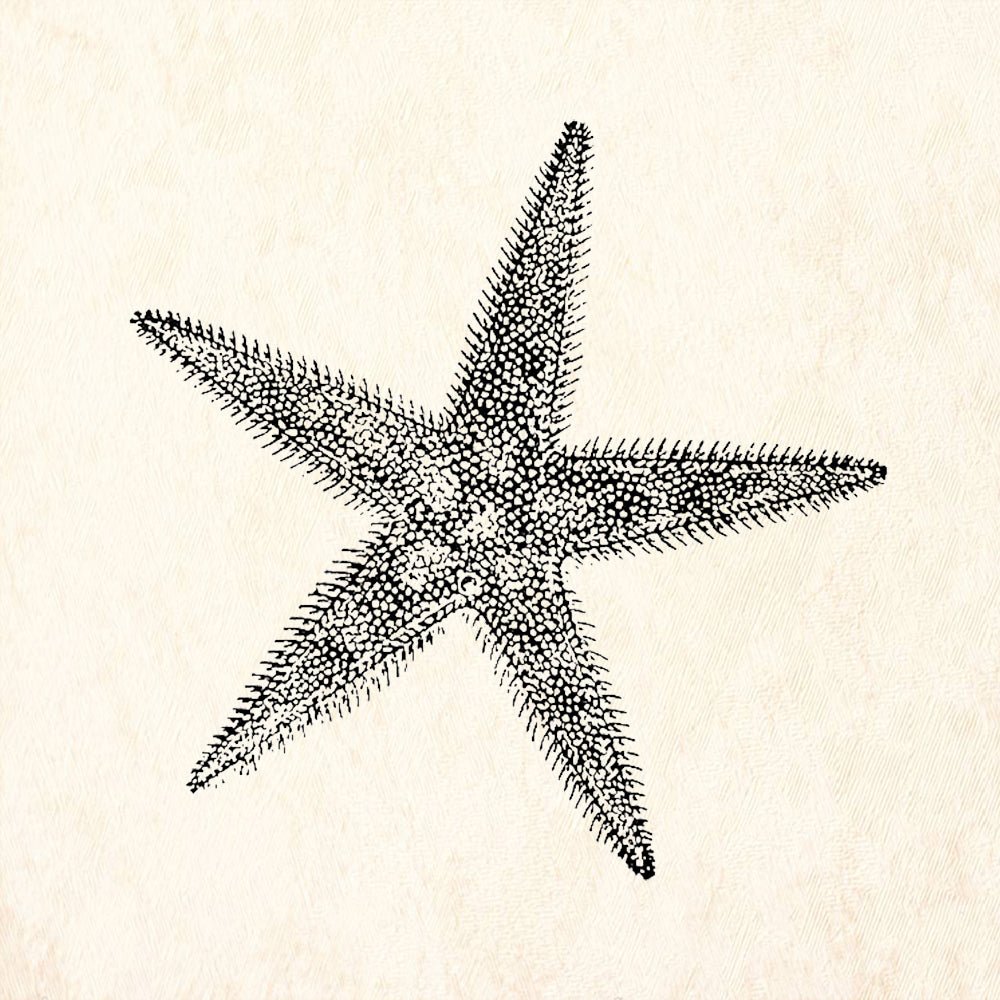 StampaFe Frilly Starfish Textured Sea Star Rubber Art Stamp