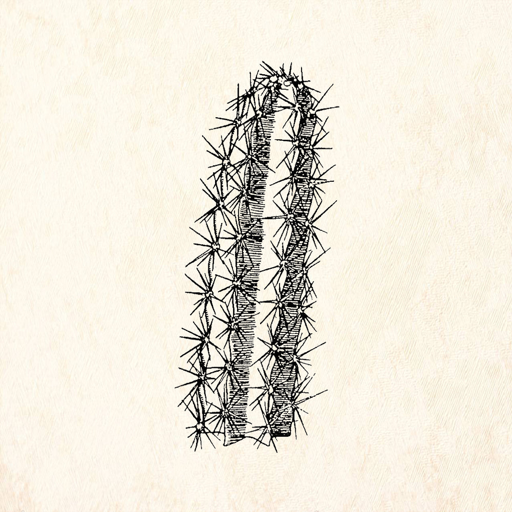 StampaFe Fat Cactus Rubber Art Stamp
