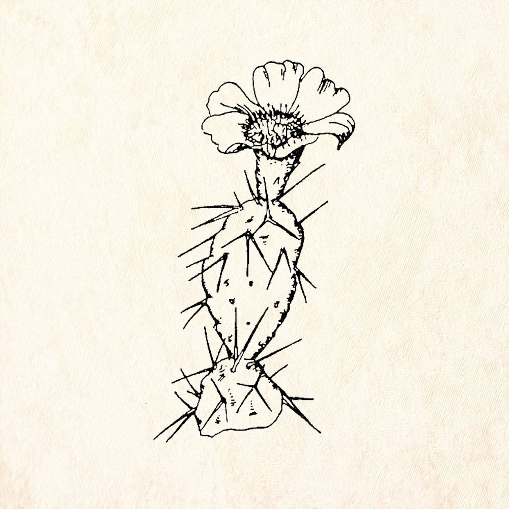 StampaFe Prickly Pear Rubber Art Stamp