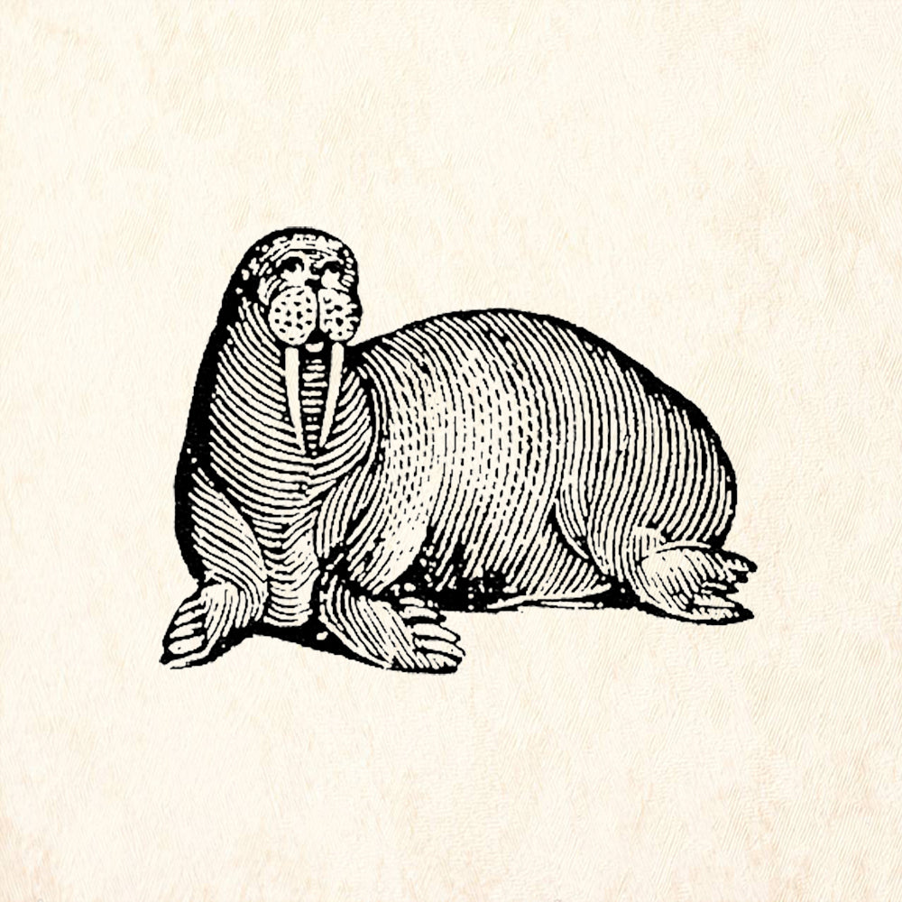 StampaFe Walrus Rubber Art Stamp