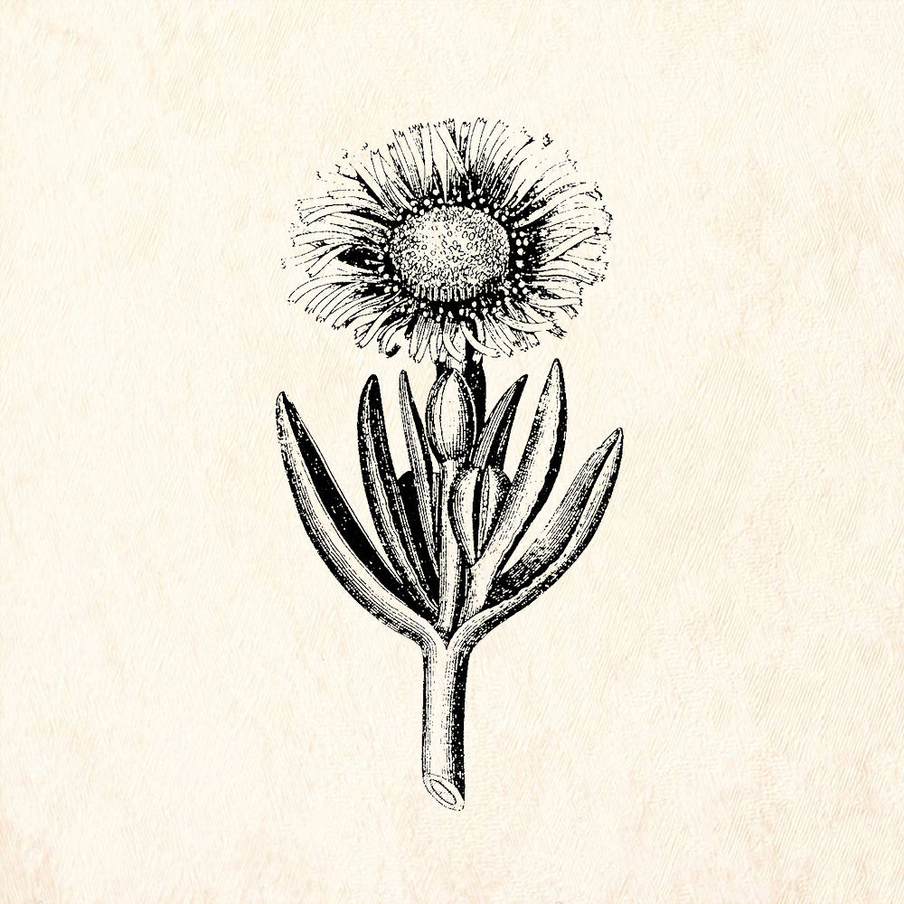 StampaFe Fig Marigold Rubber Art Stamp
