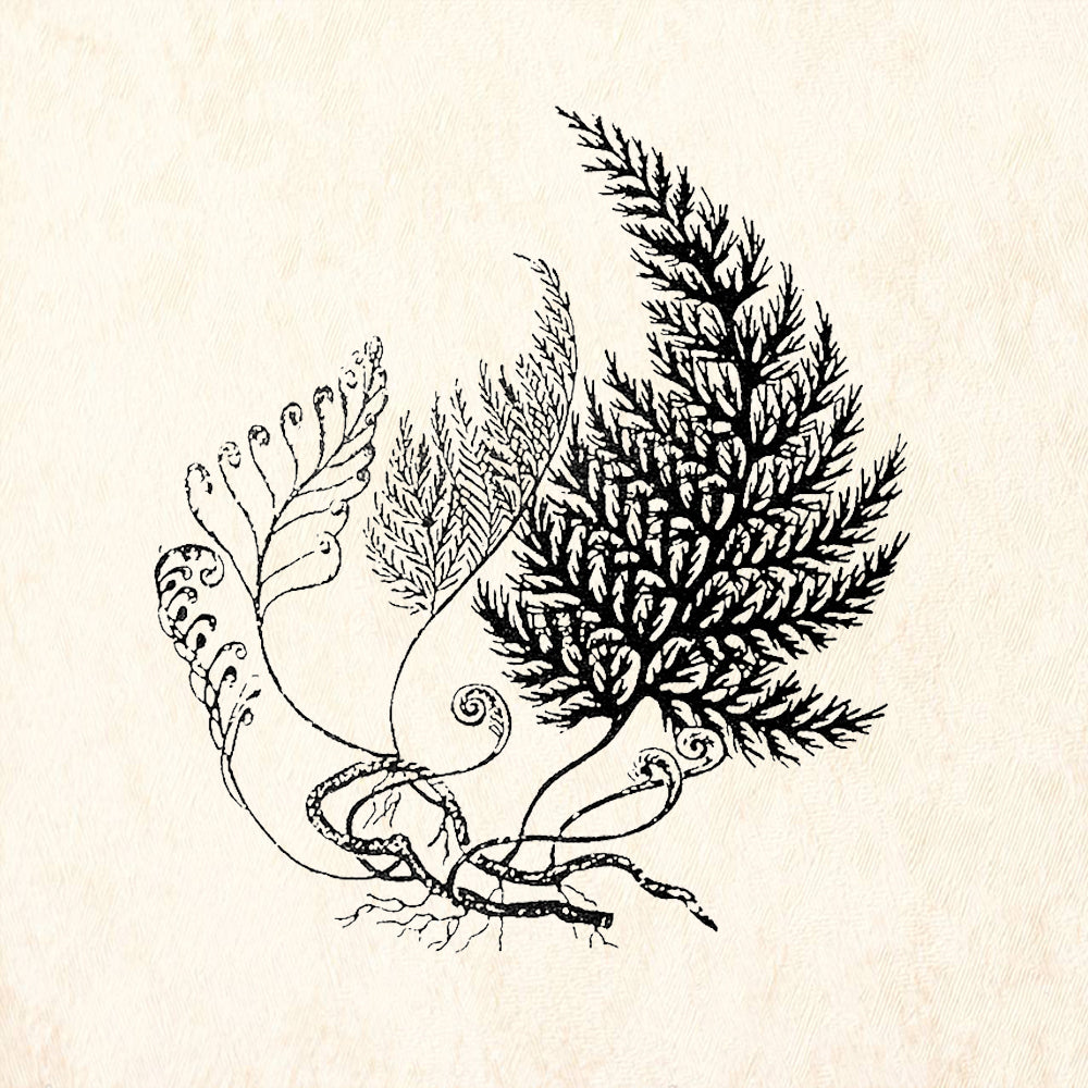 StampaFe Complete Fern Rubber Stamp