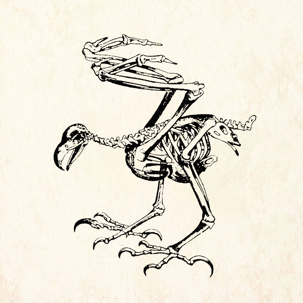 StampaFe Dodo Skeleton Rubber Stamp