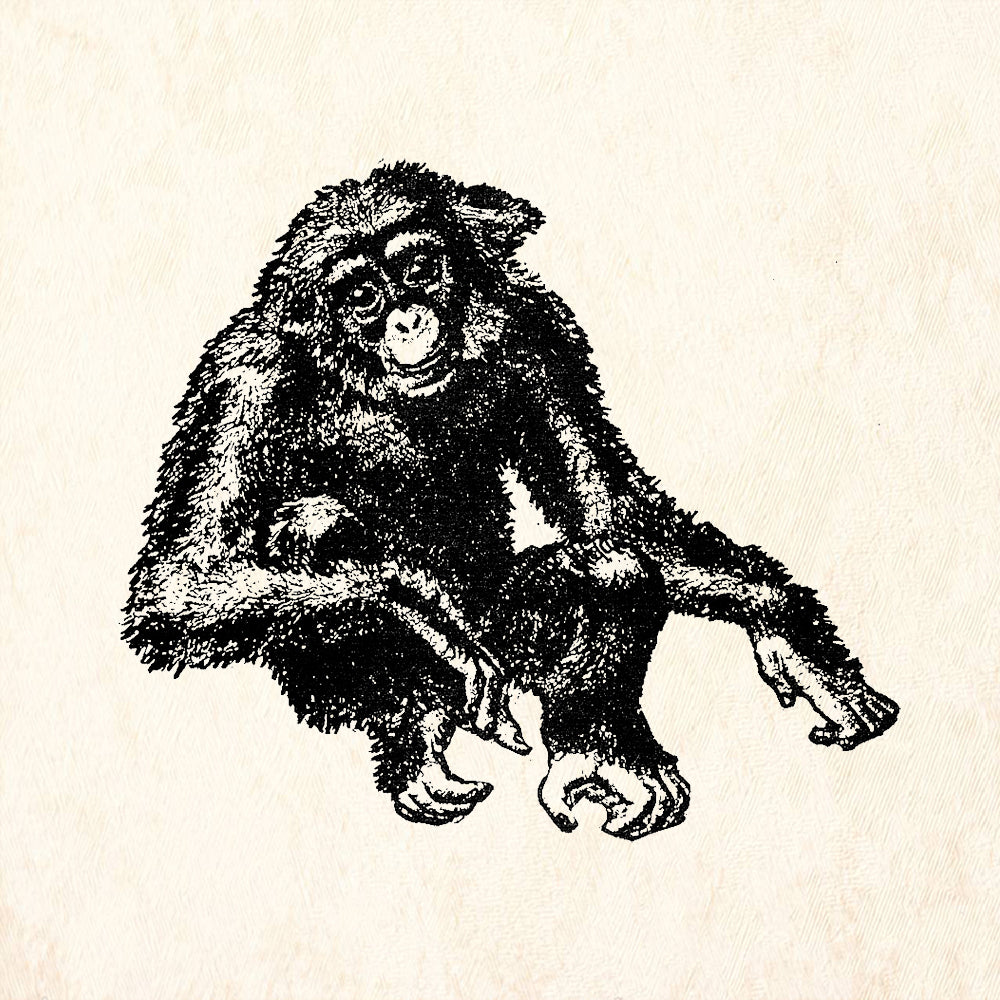 StampaFe Jazzbo Chimpanzee Rubber Art Stamp