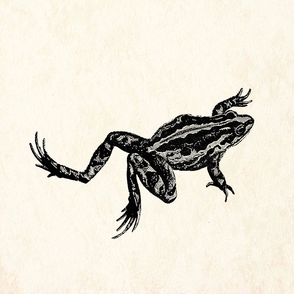 StampaFe Large Frog Rubber Art Stamp
