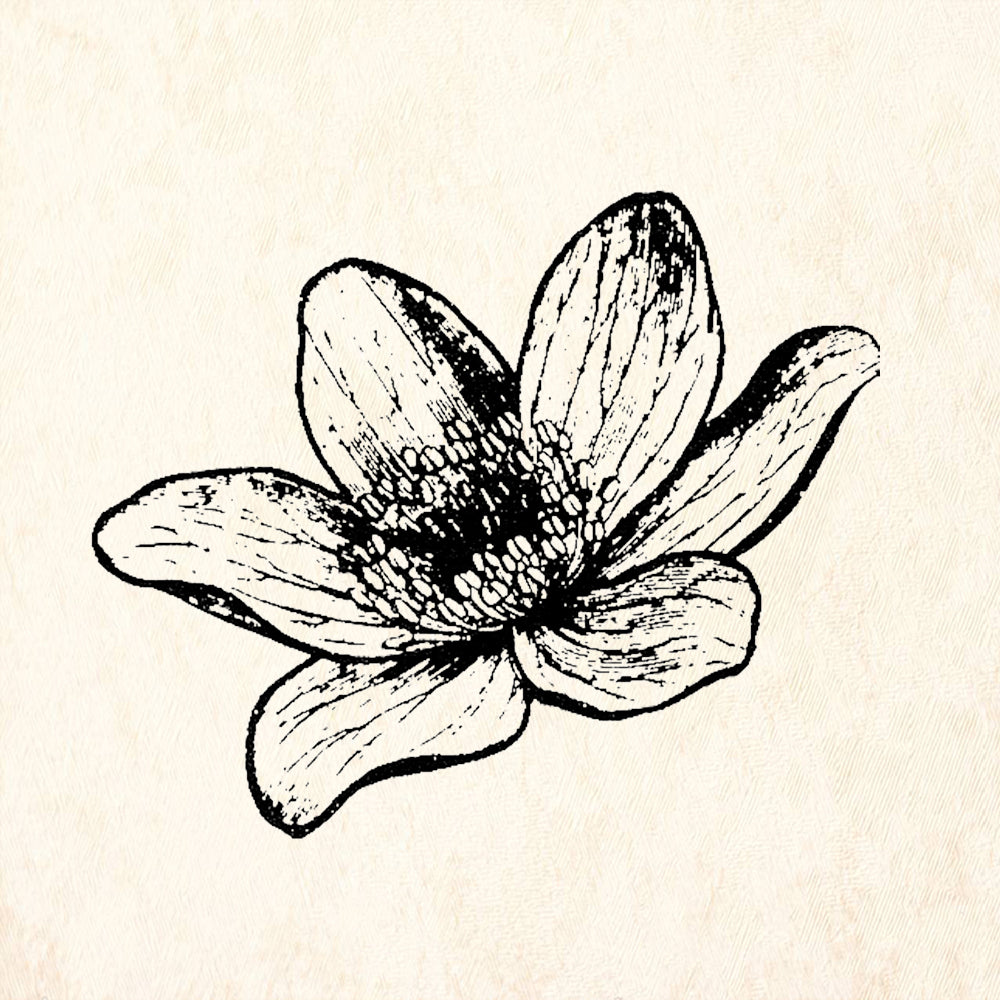 StampaFe Clematis Rubber Art Stamp