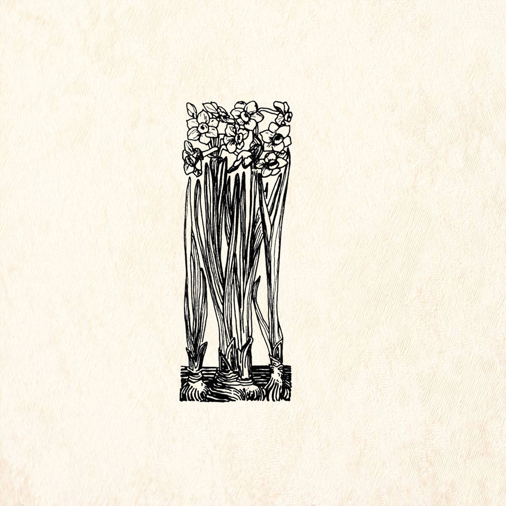 StampaFe Narcissus Botanical Rubber Art Stamp