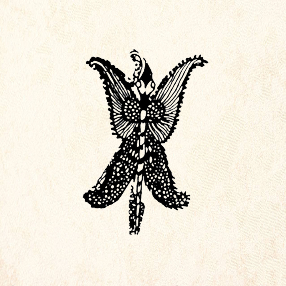 StampaFe Butterfly Lined Nature Rubber Art Stamp