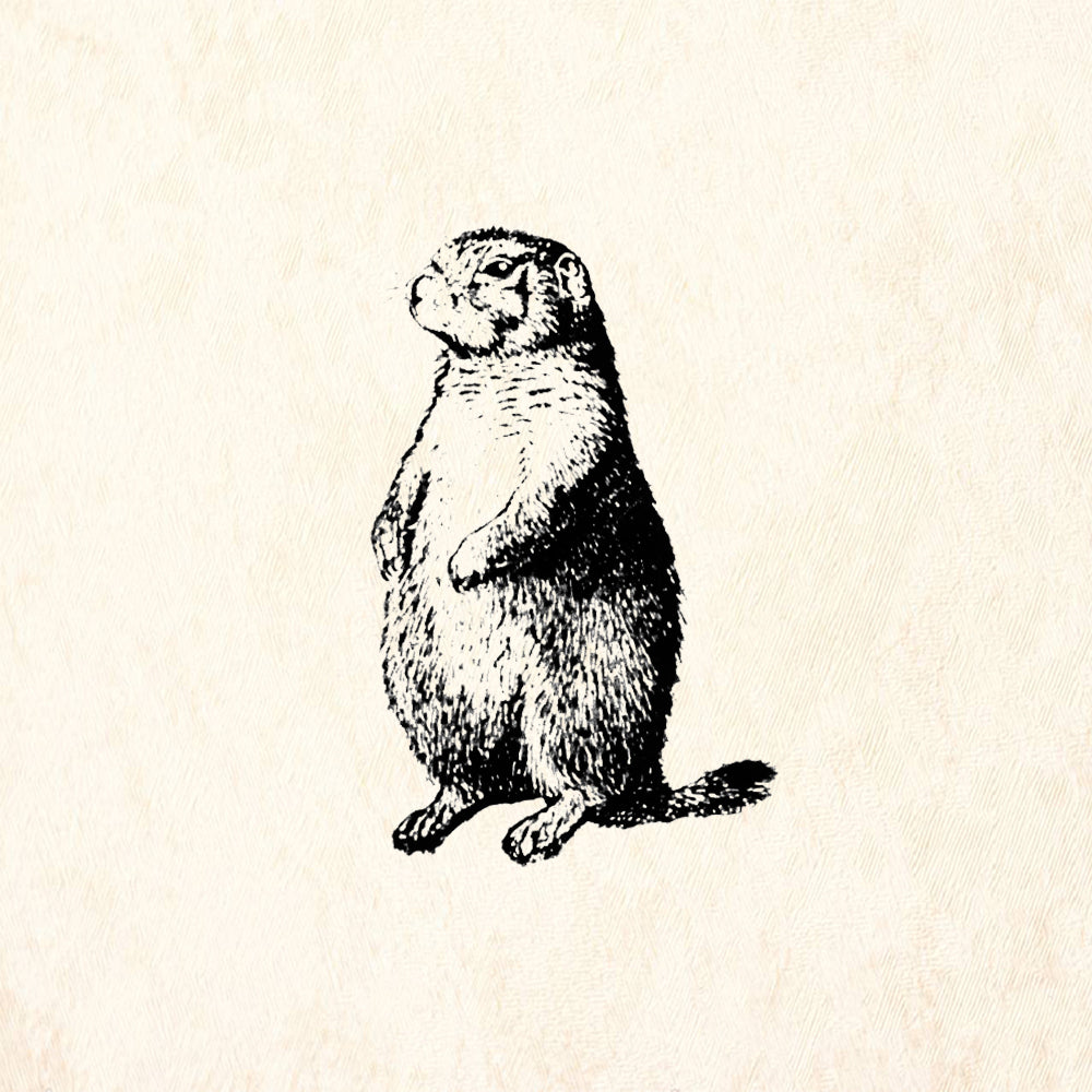 StampaFe Blacktail Prairie Dog Wildlife Rubber Art Stamp
