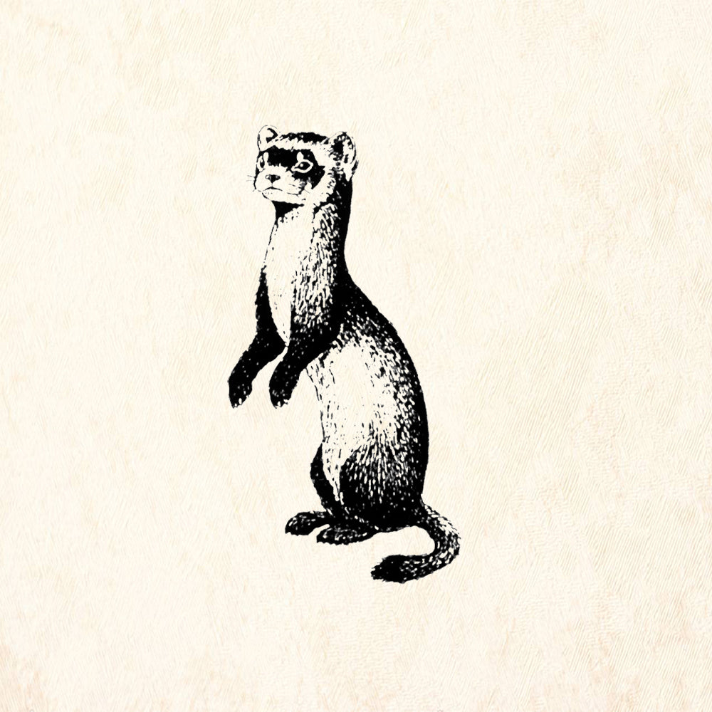 StampaFe Black Footed Ferret Animal Rubber Art Stamp