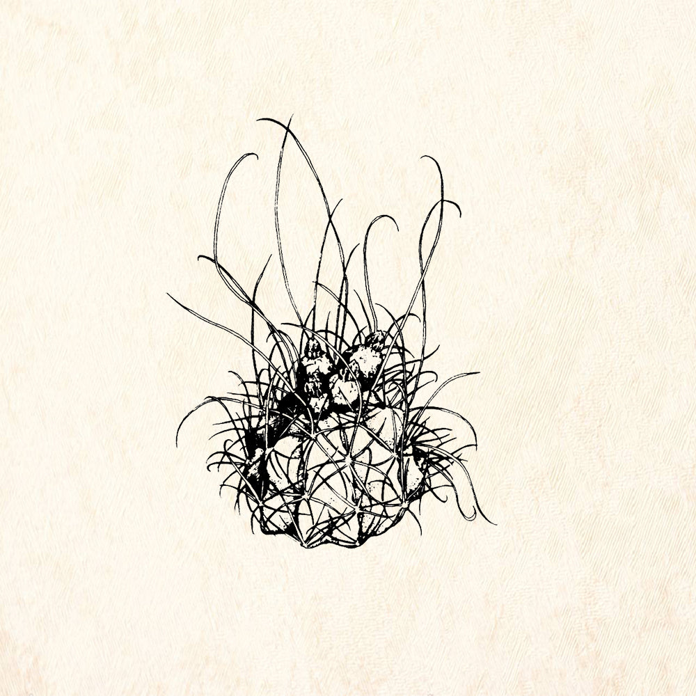 StampaFe Hamatocactus Southwest Rubber Art Stamp