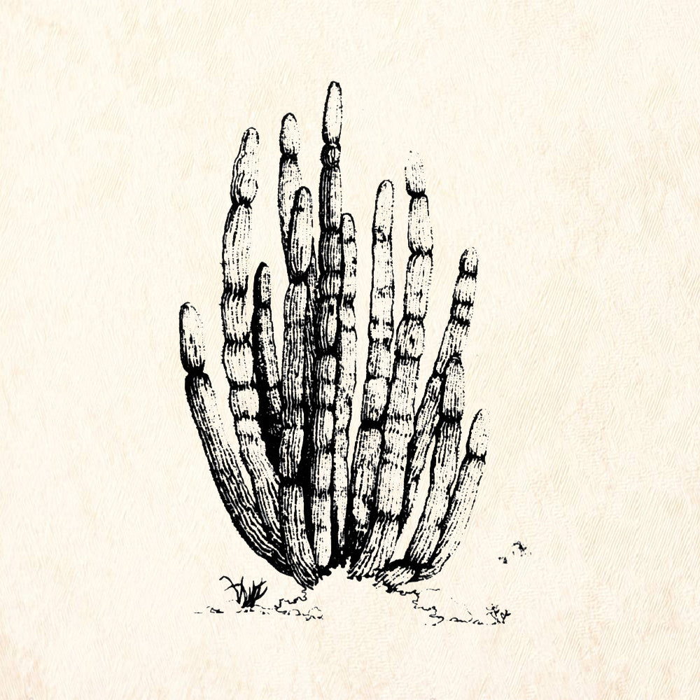 StampaFe Organ Pipe Cactus Southwest Rubber Art Stamp