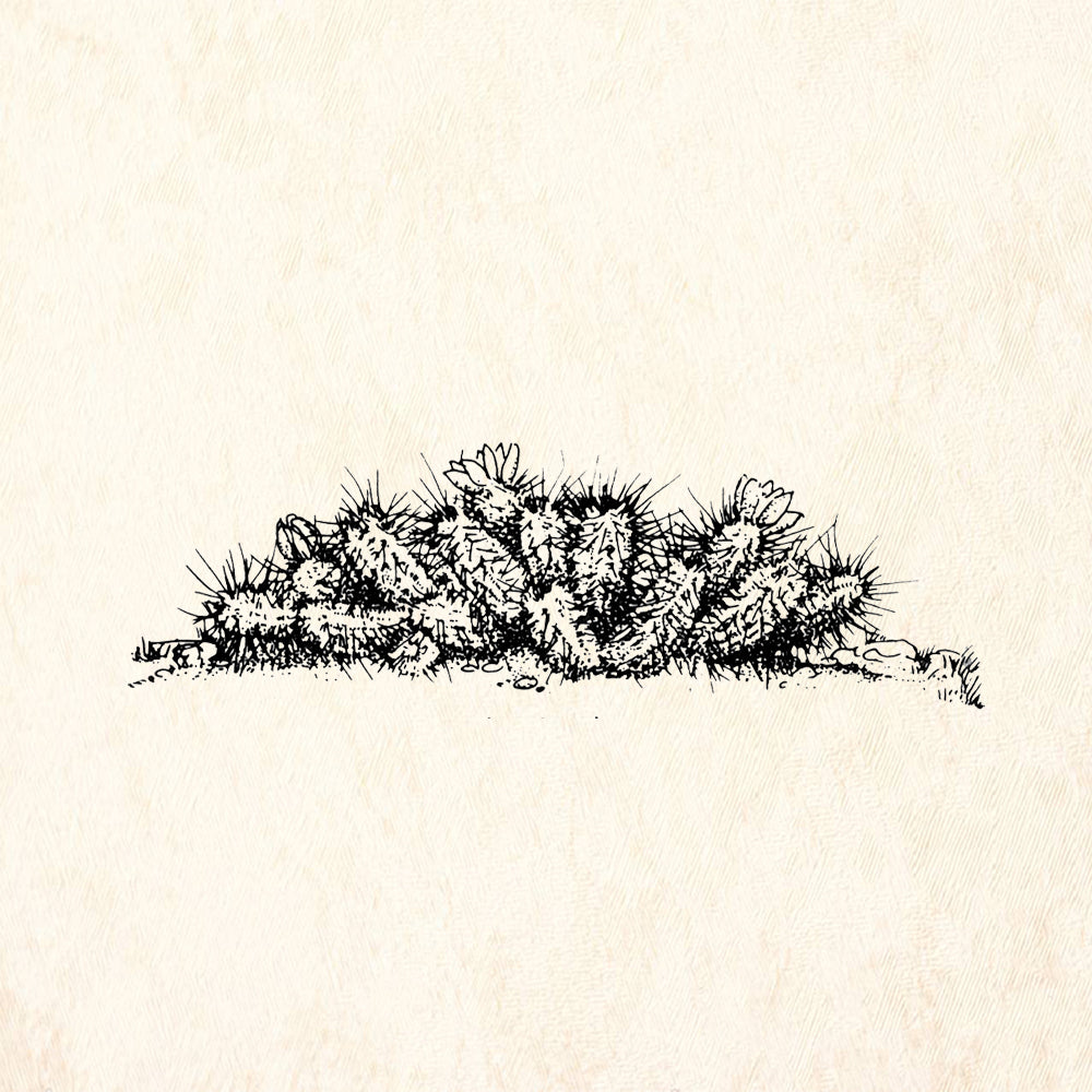 StampaFe Hedgehog Cactus Southwest Rubber Art Stamp