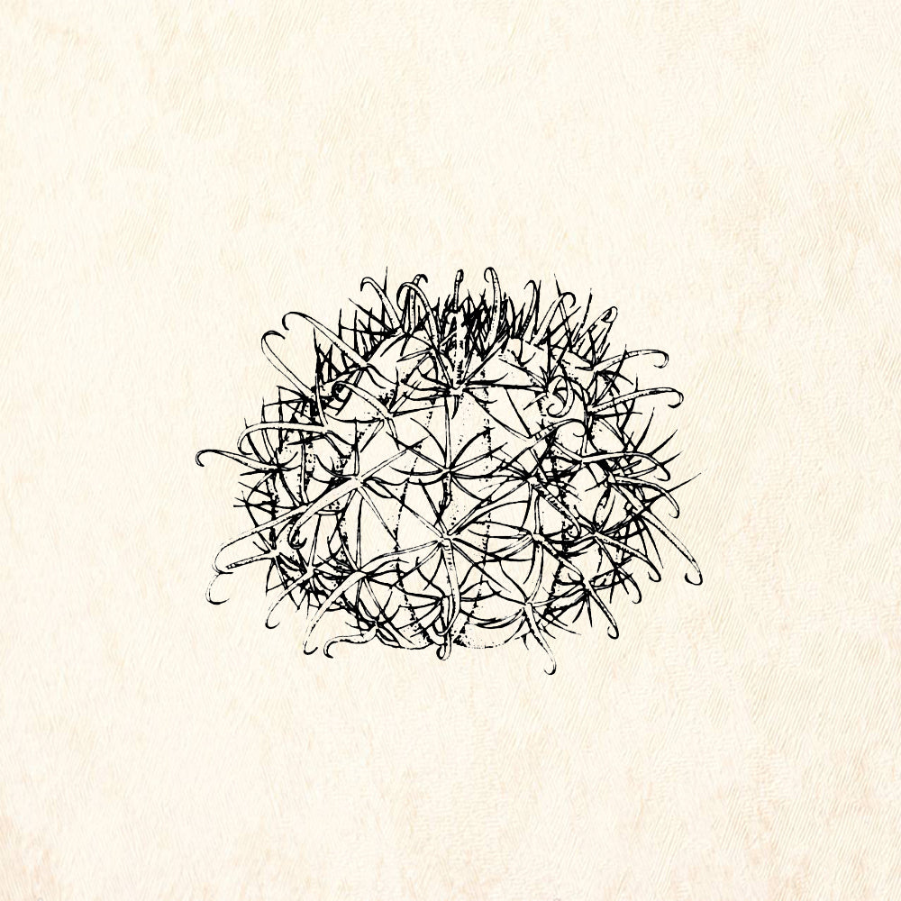 StampaFe Ferrocactus Southwest Rubber Art Stamp