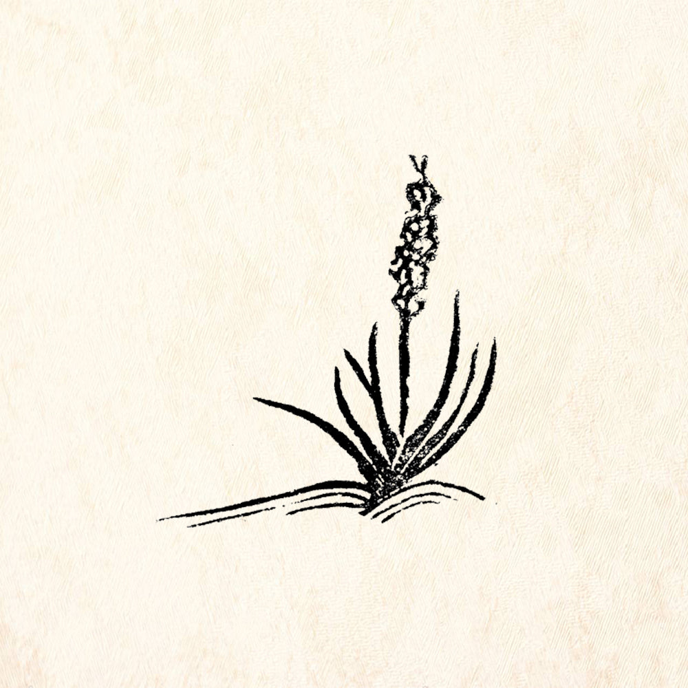 StampaFe Yucca Right Botanical Southwest Rubber Art Stamp