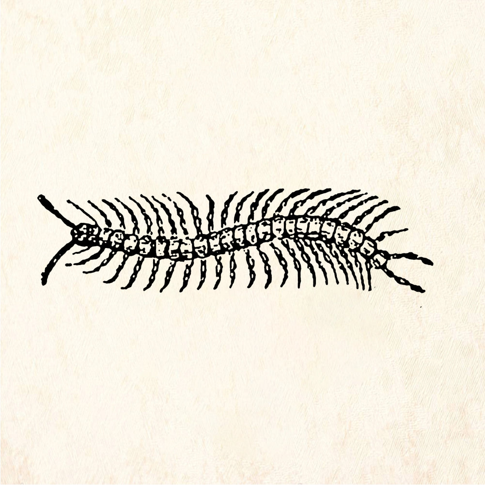 StampaFe Centipede - Rubber Stamp 1.75 x 1