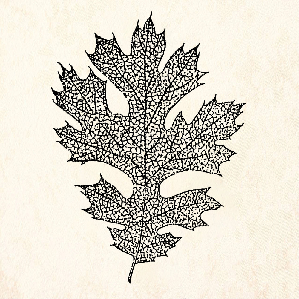 StampaFe StampaFe Large Oak Leaf Rubber Stamp 1.25 x 2