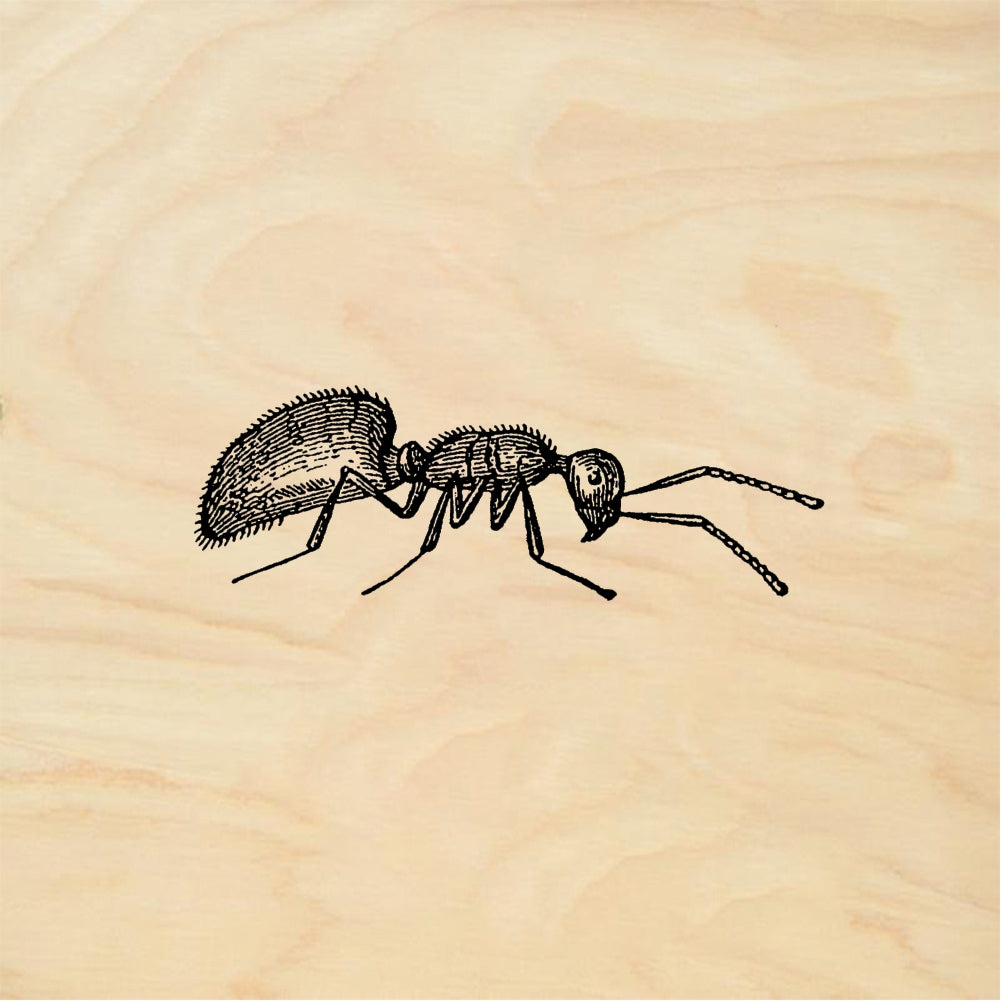 StampaFe Ant, side view Ant Side View - Rubber Stamp 1.75 x 0.5