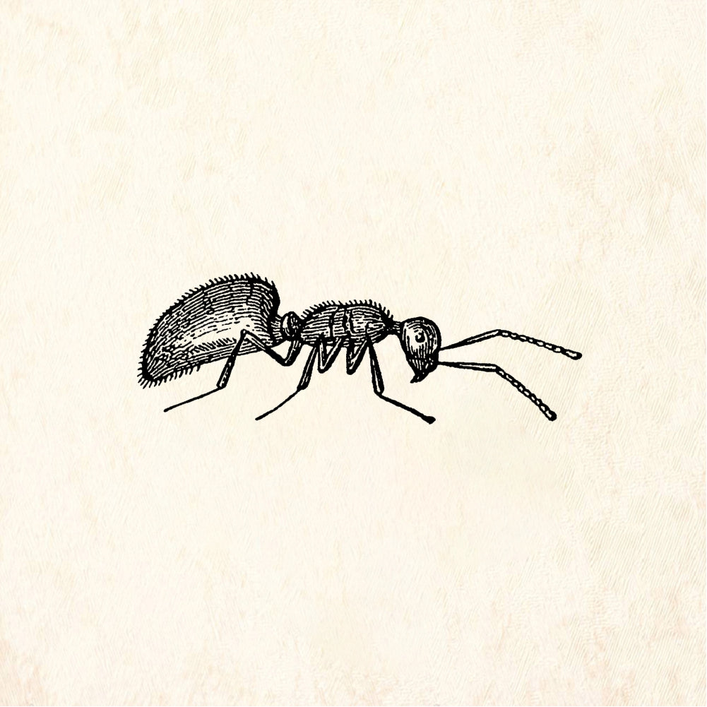 StampaFe Ant, side view Ant Side View - Rubber Stamp 1.75 x 0.5