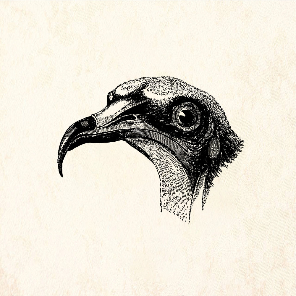 StampaFe Egyptian vulture - Rubber Stamp 1.75 x 1.5