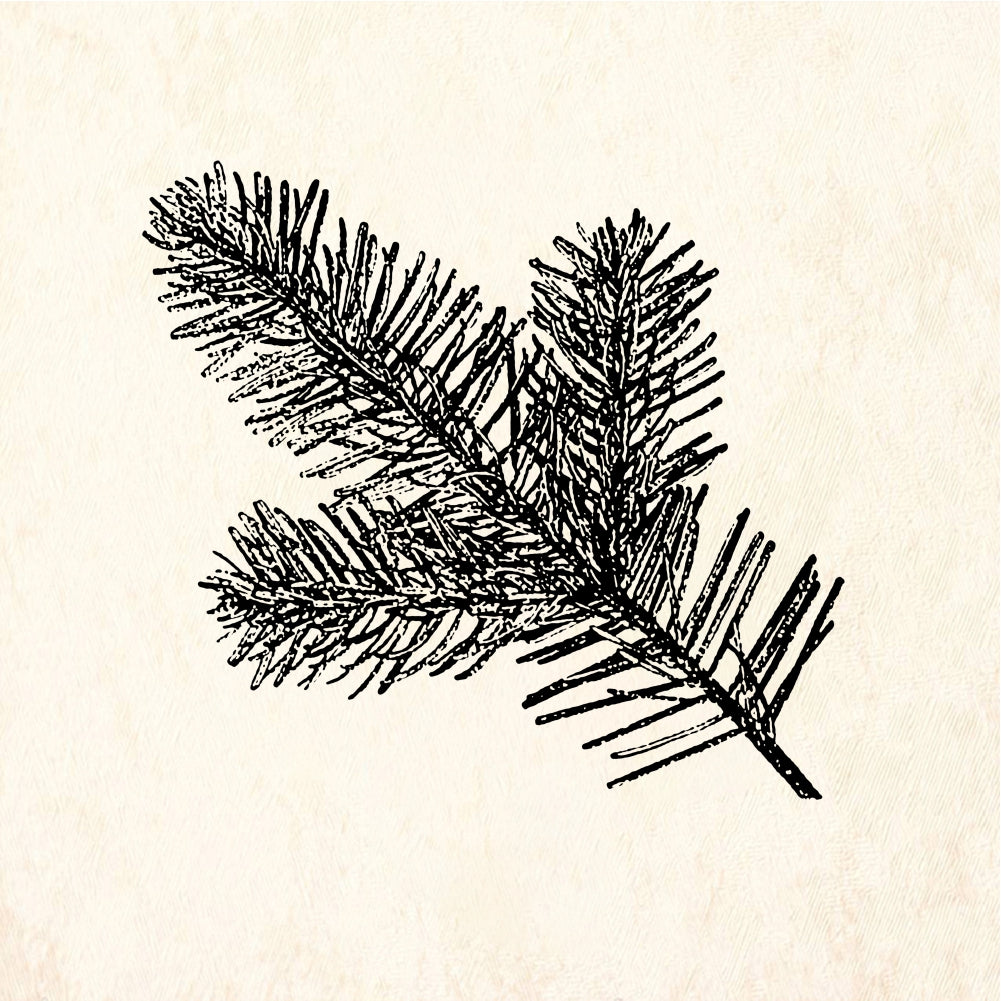StampaFe Silver fir twig Fir Twig - Rubber Stamp 1.25 x 1.75