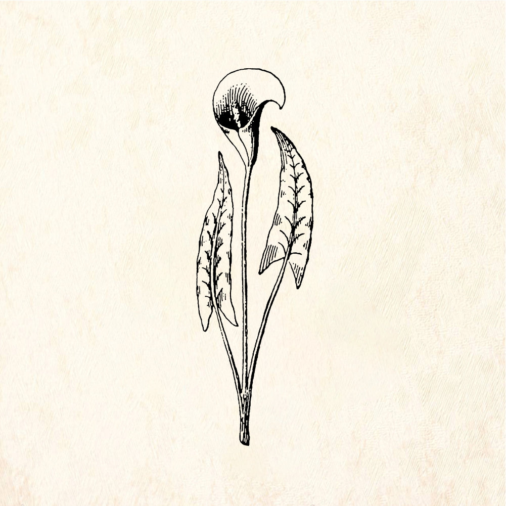StampaFe Lily spray - Rubber Stamp 1.25 x 1.5