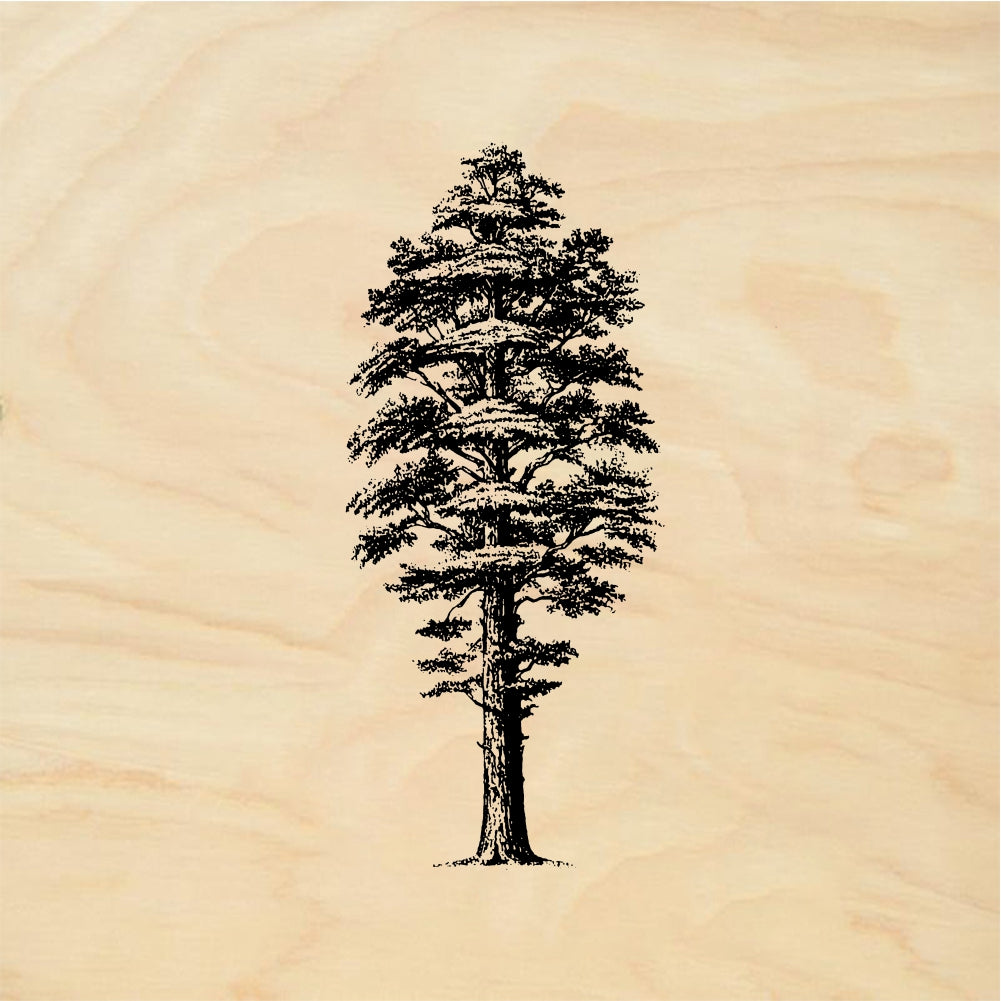 StampaFe Giant sequoia Tree - Rubber Stamp 1 x 2.5