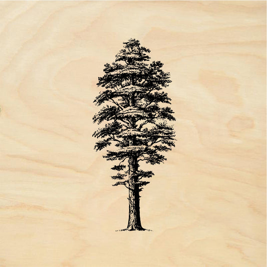 StampaFe Giant sequoia Tree - Rubber Stamp 1 x 2.5