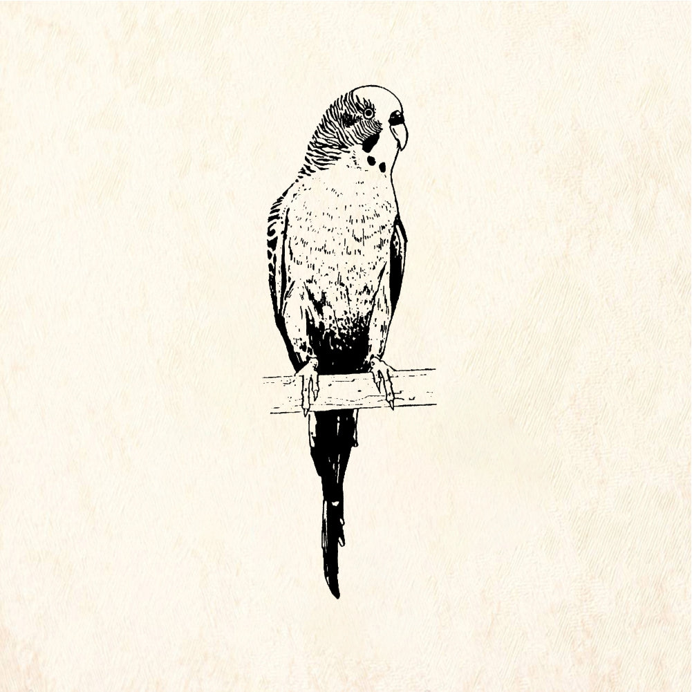 StampaFe Parakeet - Rubber Stamp 1.25 x 1.5