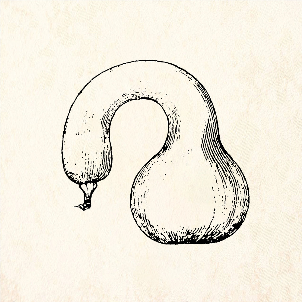 StampaFe Squash Vegetable - Rubber Stamp 1.75 x 2