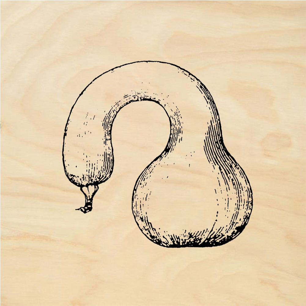 StampaFe Squash Vegetable - Rubber Stamp 1.75 x 2