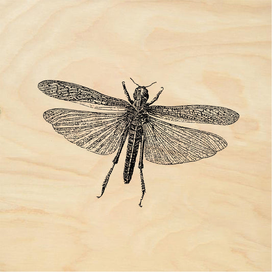 StampaFe Grasshopper - Rubber Stamp 3.5 x 1.25