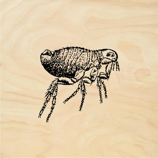 StampaFe Flea Bug - Rubber Stamp 0.75 x 0.75