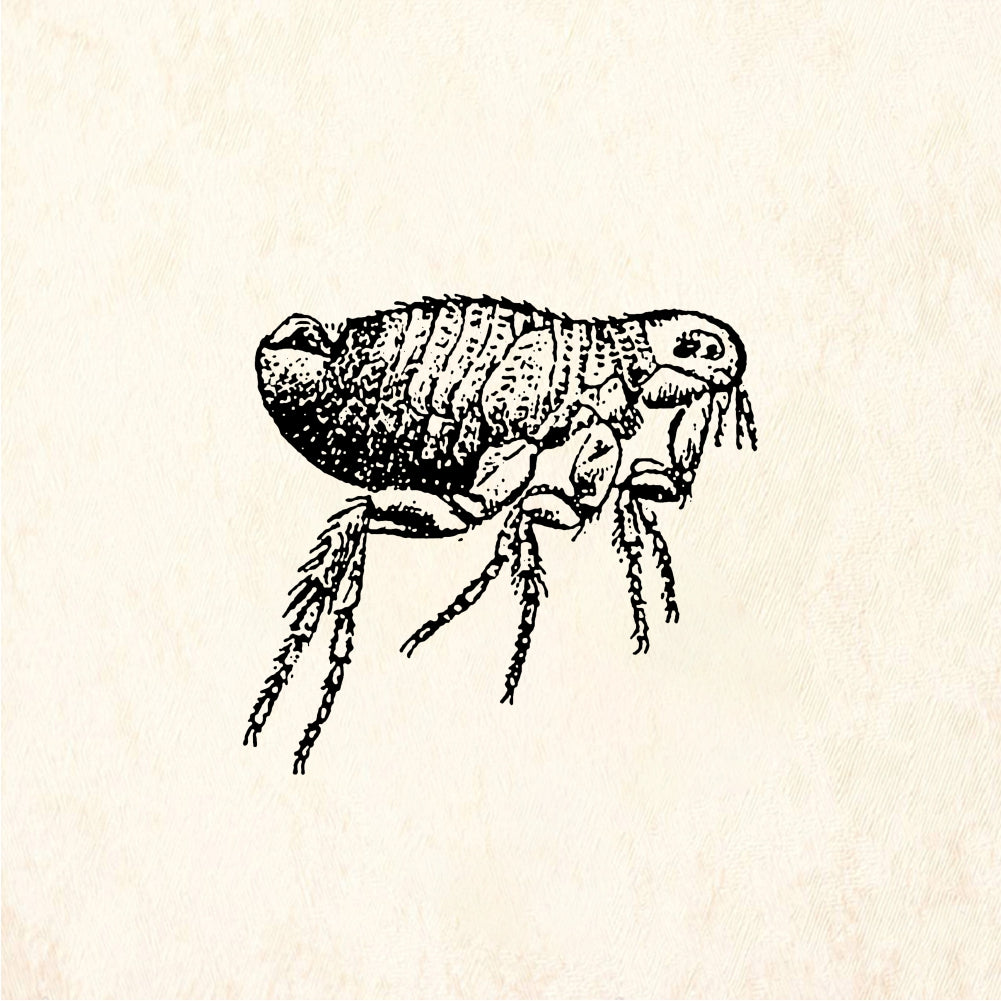 StampaFe Flea Bug - Rubber Stamp 0.75 x 0.75