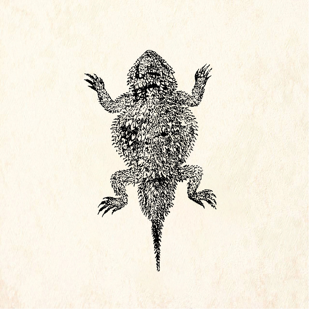 StampaFe Horned toad - Rubber Stamp 1.25 x 1.25