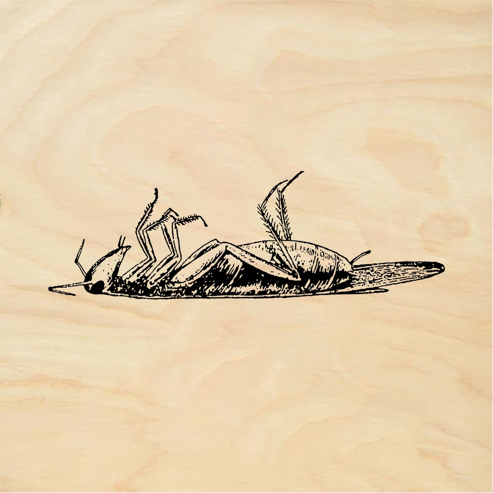 StampaFe Dead roach - Rubber Stamp 2.5 x 1