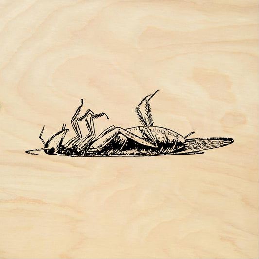 StampaFe Dead roach - Rubber Stamp 2.5 x 1