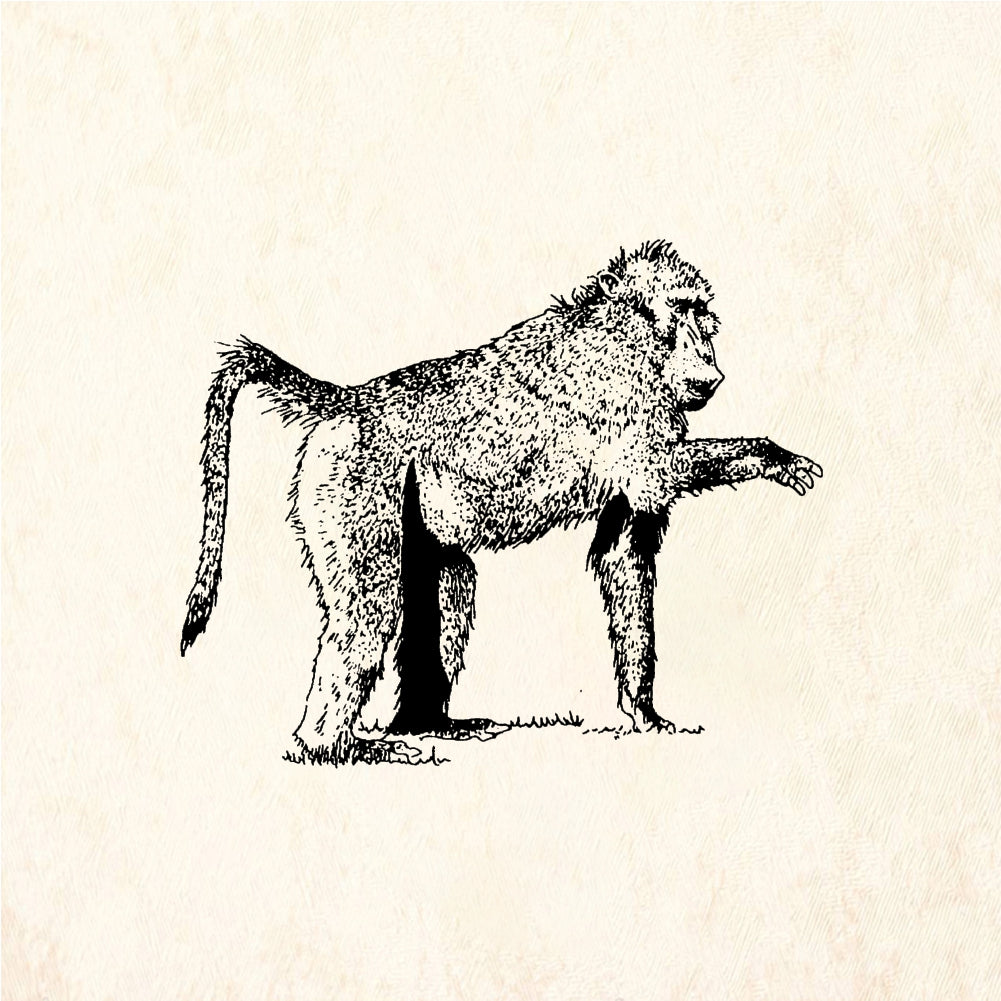 StampaFe Baboon Detailed Baboon Animal - Rubber Stamp 2 x 1.5