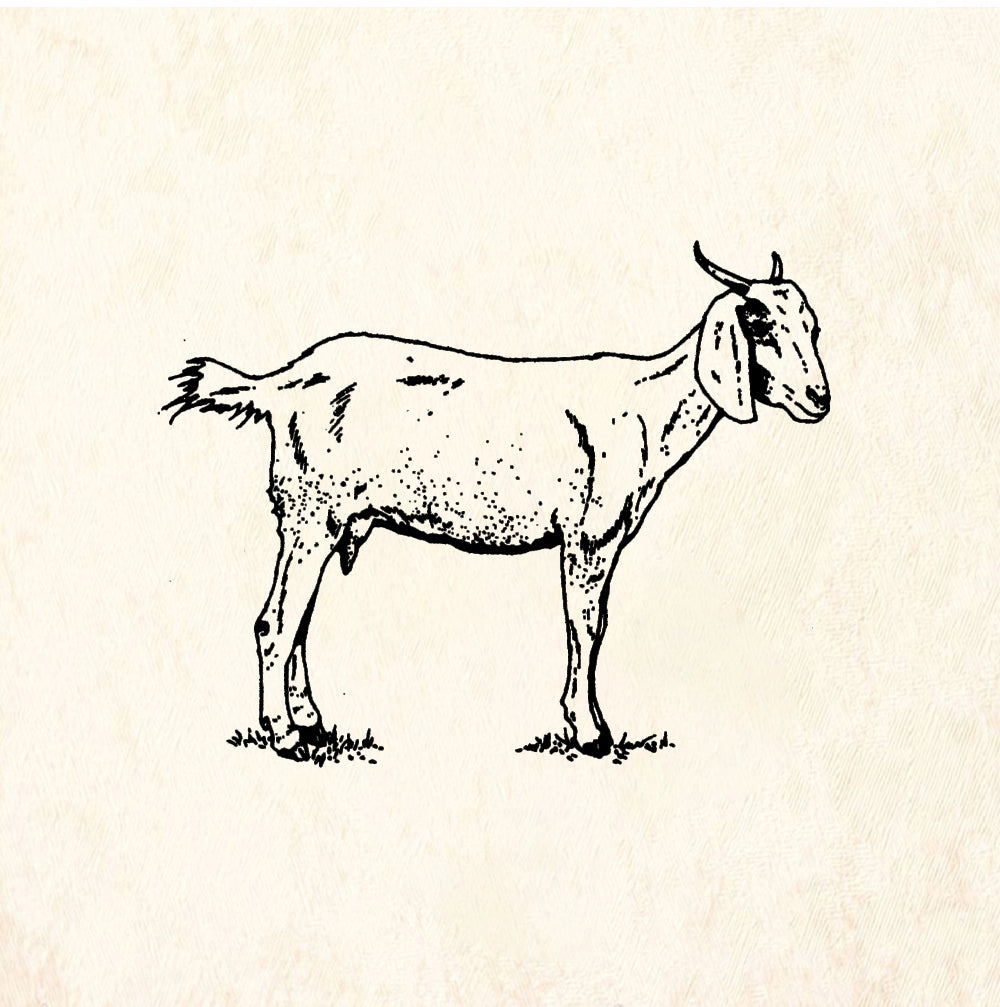 StampaFe Goat - Rubber Stamp 1.25 x 1