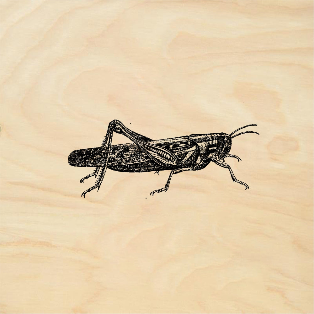 StampaFe Grasshopper - Rubber Stamp 2.25 x 2