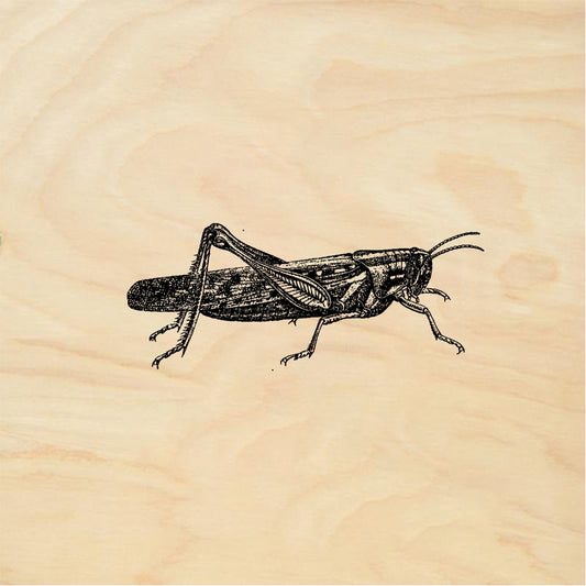 StampaFe Grasshopper - Rubber Stamp 2.25 x 2