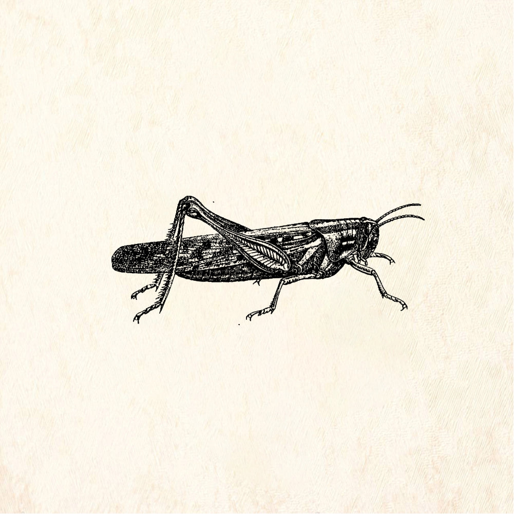 StampaFe Grasshopper - Rubber Stamp 2.25 x 2