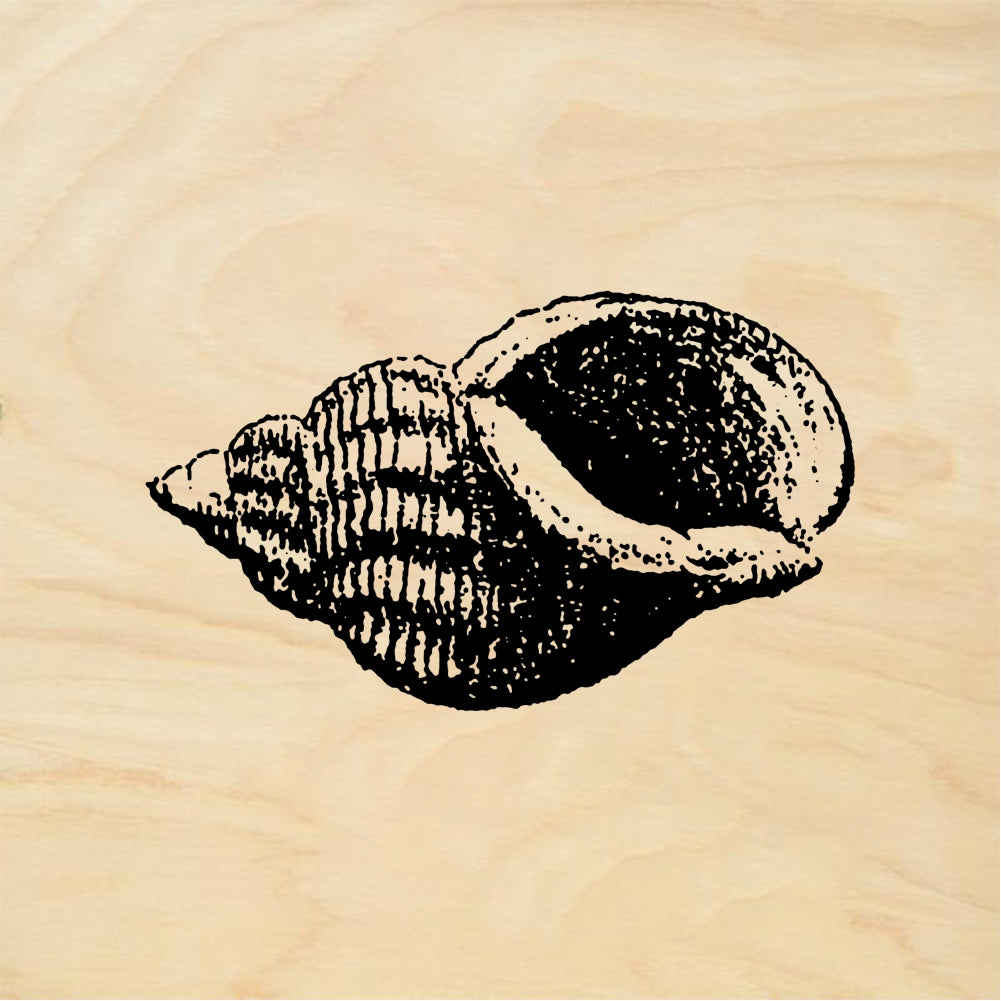 StampaFe Shell #4 Shell Four - Rubber Stamp 1 x 1