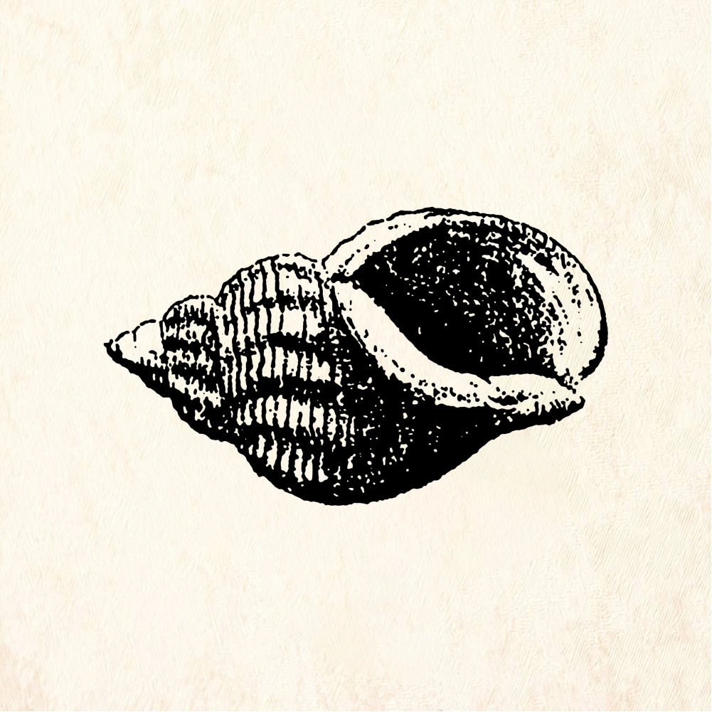StampaFe Shell #4 Shell Four - Rubber Stamp 1 x 1