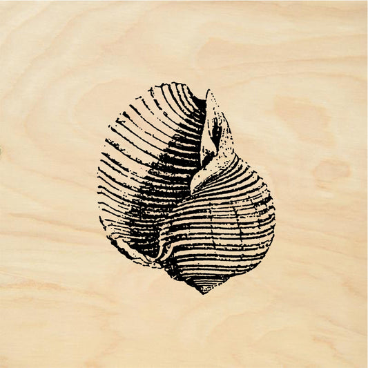 StampaFe Shell #2 Shell Two - Rubber Stamp 1.25 x 1.5