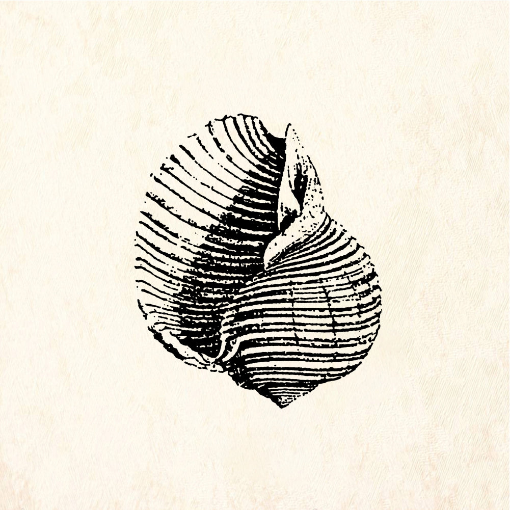 StampaFe Shell #2 Shell Two - Rubber Stamp 1.25 x 1.5