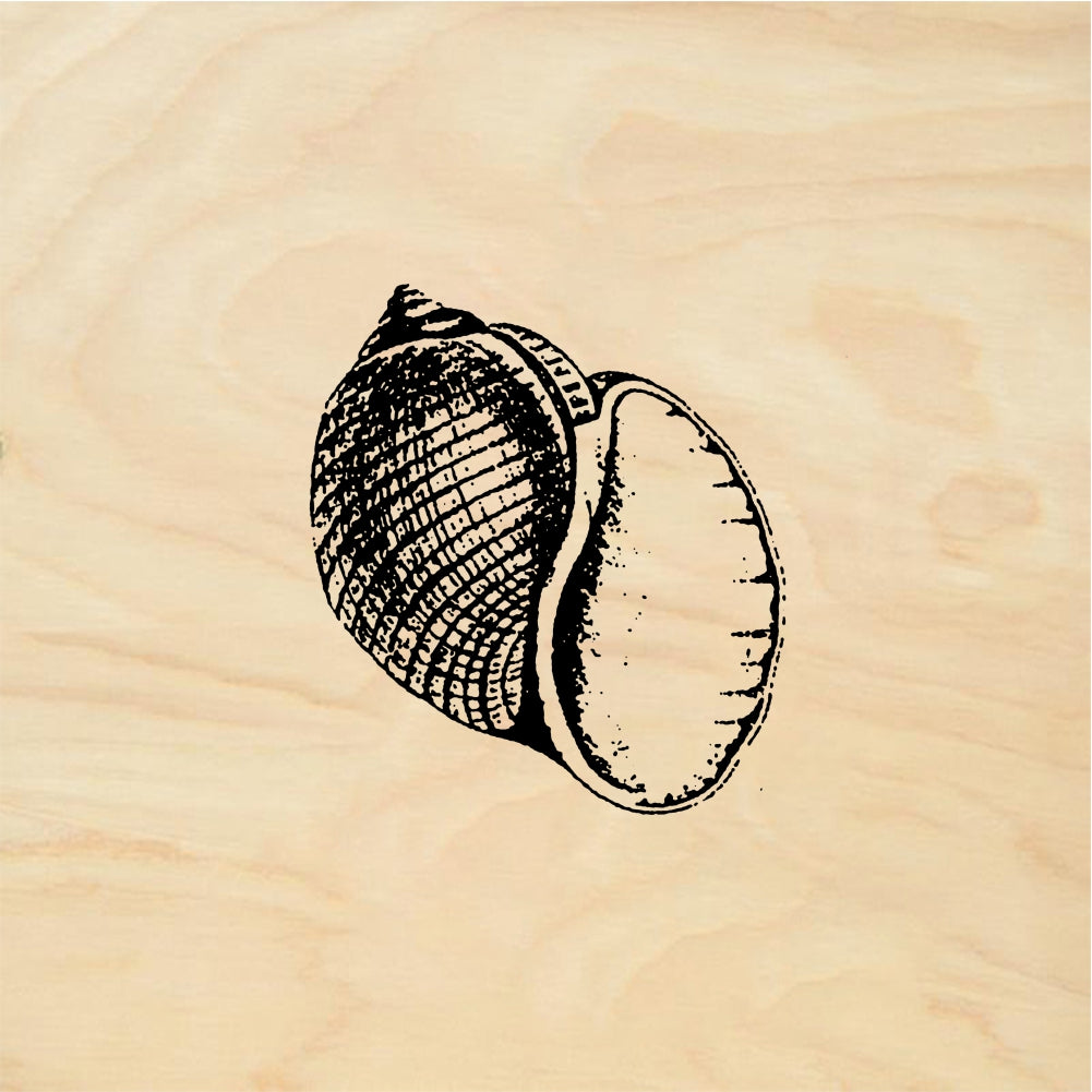 StampaFe Shell #3 Shell Three - Rubber Stamp 1.25 x 1
