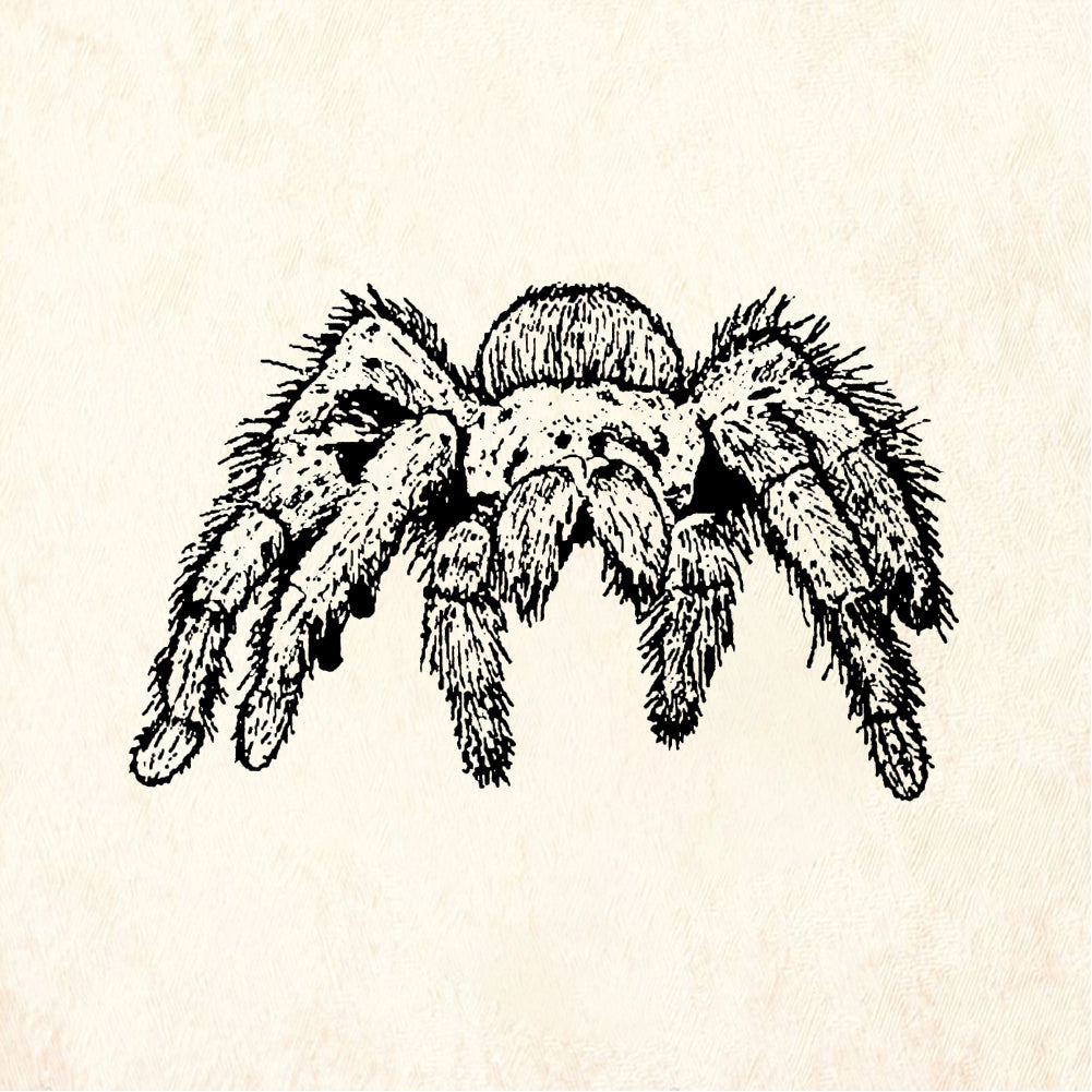 StampaFe Tarantula - Rubber Stamp 1.25 x 1.25